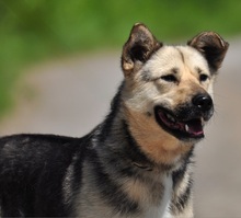 ADRI, Hund, Mischlingshund in Slowakische Republik - Bild 4