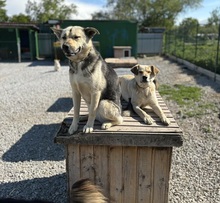 ADRI, Hund, Mischlingshund in Slowakische Republik - Bild 6