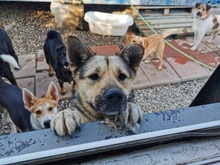 ADRI, Hund, Mischlingshund in Slowakische Republik - Bild 7