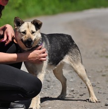 ADRI, Hund, Mischlingshund in Slowakische Republik - Bild 8