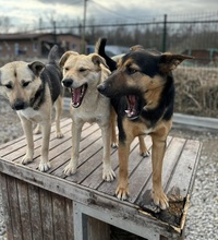 ADRI, Hund, Mischlingshund in Slowakische Republik - Bild 9