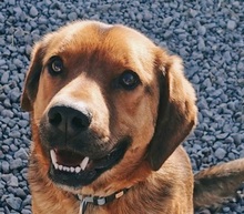 COKY, Hund, Mischlingshund in Slowakische Republik - Bild 1