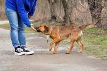 COKY, Hund, Mischlingshund in Slowakische Republik - Bild 10