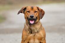 COKY, Hund, Mischlingshund in Slowakische Republik - Bild 11