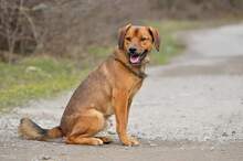 COKY, Hund, Mischlingshund in Slowakische Republik - Bild 12
