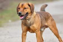 COKY, Hund, Mischlingshund in Slowakische Republik - Bild 13