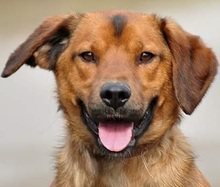 COKY, Hund, Mischlingshund in Slowakische Republik - Bild 3