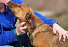 COKY, Hund, Mischlingshund in Slowakische Republik - Bild 4
