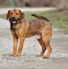 COKY, Hund, Mischlingshund in Slowakische Republik - Bild 5
