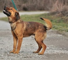 COKY, Hund, Mischlingshund in Slowakische Republik - Bild 6