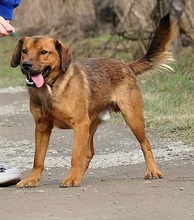 COKY, Hund, Mischlingshund in Slowakische Republik - Bild 7