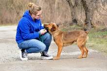 COKY, Hund, Mischlingshund in Slowakische Republik - Bild 8
