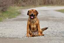 COKY, Hund, Mischlingshund in Slowakische Republik - Bild 9