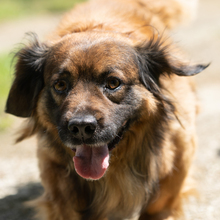 VICKO, Hund, Mischlingshund in Kroatien - Bild 1