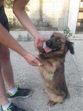 VICKO, Hund, Mischlingshund in Kroatien - Bild 12
