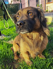 VICKO, Hund, Mischlingshund in Kroatien - Bild 14