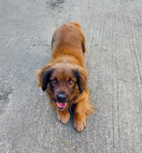 VICKO, Hund, Mischlingshund in Kroatien - Bild 15