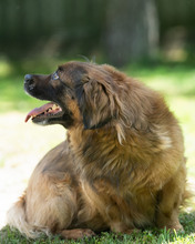 VICKO, Hund, Mischlingshund in Kroatien - Bild 3