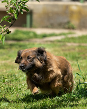 VICKO, Hund, Mischlingshund in Kroatien - Bild 4