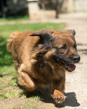 VICKO, Hund, Mischlingshund in Kroatien - Bild 5