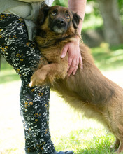 VICKO, Hund, Mischlingshund in Kroatien - Bild 6