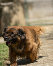 VICKO, Hund, Mischlingshund in Kroatien - Bild 7