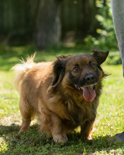 VICKO, Hund, Mischlingshund in Kroatien - Bild 8