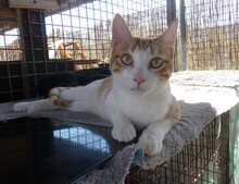 ARCHER, Katze, Europäisch Kurzhaar in Langenzenn