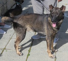 DANNY4, Hund, Deutscher Schäferhund-Mix in Zypern - Bild 2