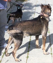 DANNY4, Hund, Deutscher Schäferhund-Mix in Zypern - Bild 6