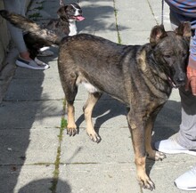 DANNY4, Hund, Deutscher Schäferhund-Mix in Zypern - Bild 8