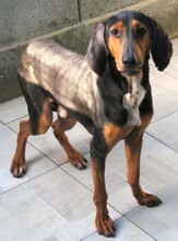 ELVIS2, Hund, Jagdhund-Mix in Zypern - Bild 3