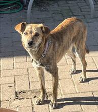 LILLY, Hund, Mischlingshund in Greifswald - Bild 1