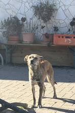 LILLY, Hund, Mischlingshund in Greifswald - Bild 3