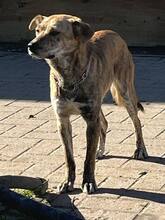 LILLY, Hund, Mischlingshund in Greifswald - Bild 4