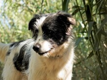 IOLANDA, Hund, Mischlingshund in Dörpen - Bild 13