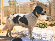 IOLANDA, Hund, Mischlingshund in Dörpen - Bild 14
