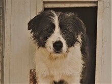 IOLANDA, Hund, Mischlingshund in Dörpen - Bild 16