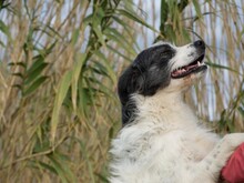 IOLANDA, Hund, Mischlingshund in Dörpen - Bild 17
