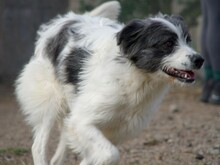IOLANDA, Hund, Mischlingshund in Dörpen - Bild 19