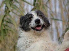 IOLANDA, Hund, Mischlingshund in Dörpen - Bild 21