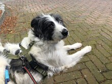 IOLANDA, Hund, Mischlingshund in Dörpen - Bild 29