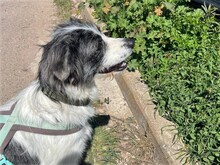 IOLANDA, Hund, Mischlingshund in Dörpen - Bild 9