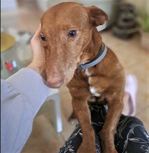 BONO, Hund, Podenco in Spanien - Bild 5