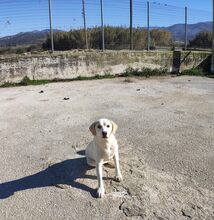 DOROTHY, Hund, Mischlingshund in Griechenland - Bild 2