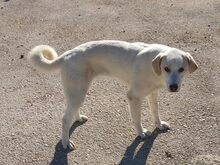 DOROTHY, Hund, Mischlingshund in Griechenland - Bild 6