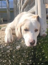 DOROTHY, Hund, Mischlingshund in Griechenland - Bild 7