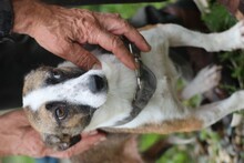SOMBRA, Hund, Mischlingshund in Lohra-Reimershausen - Bild 2