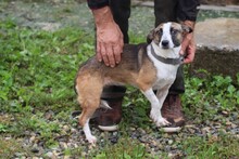 SOMBRA, Hund, Mischlingshund in Lohra-Reimershausen - Bild 3
