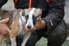 SOMBRA, Hund, Mischlingshund in Lohra-Reimershausen - Bild 4